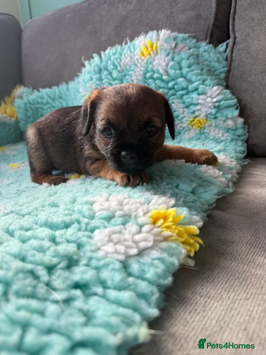 Border Terrier dogs for sale: Border Terriers 4 girls 3 boys  - Advert 5