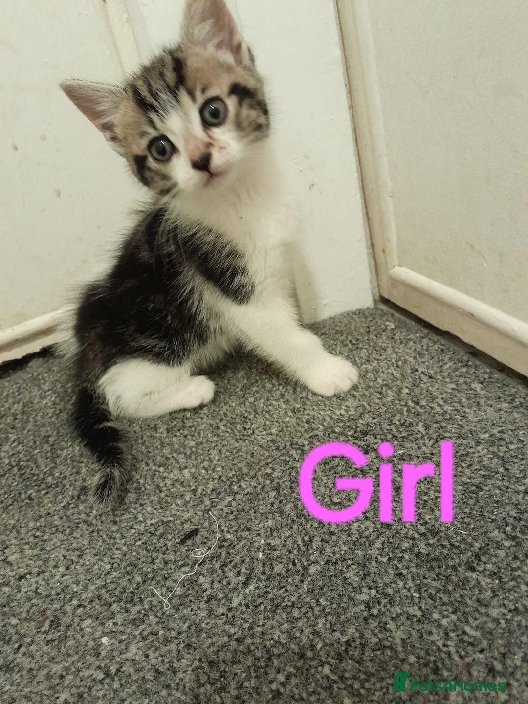 Mixed Breed cats for sale: Beautiful kittens for sale in Cramlington - Advert 2