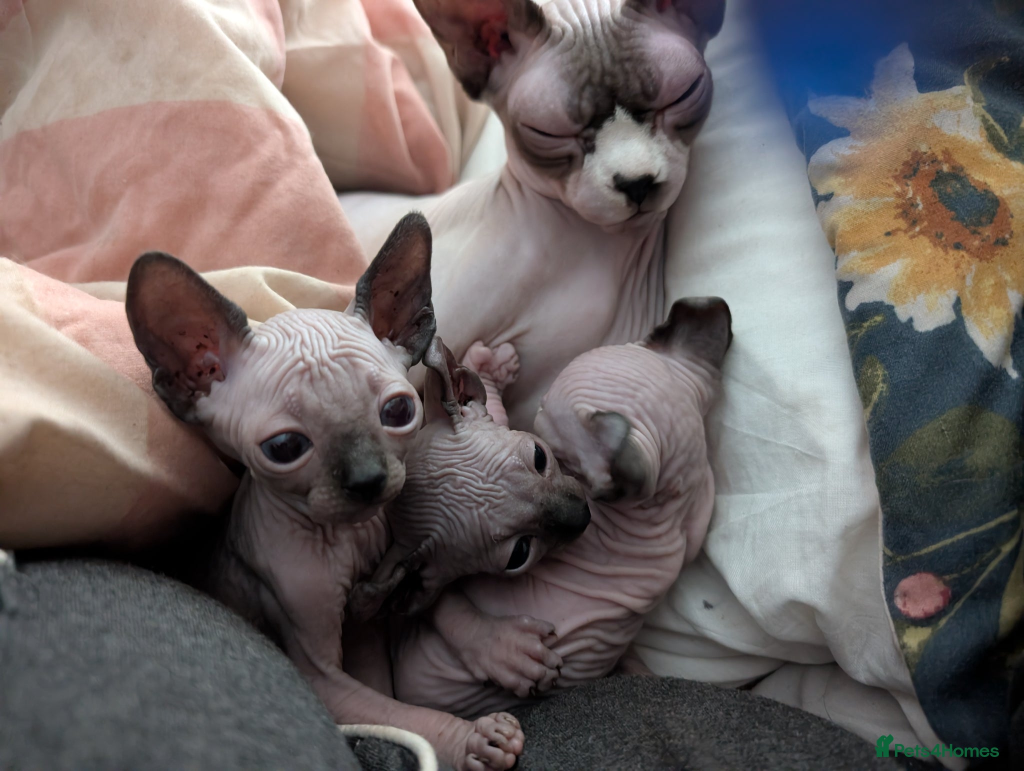 Sphynx cats Sphynx kittens  - Advert 1