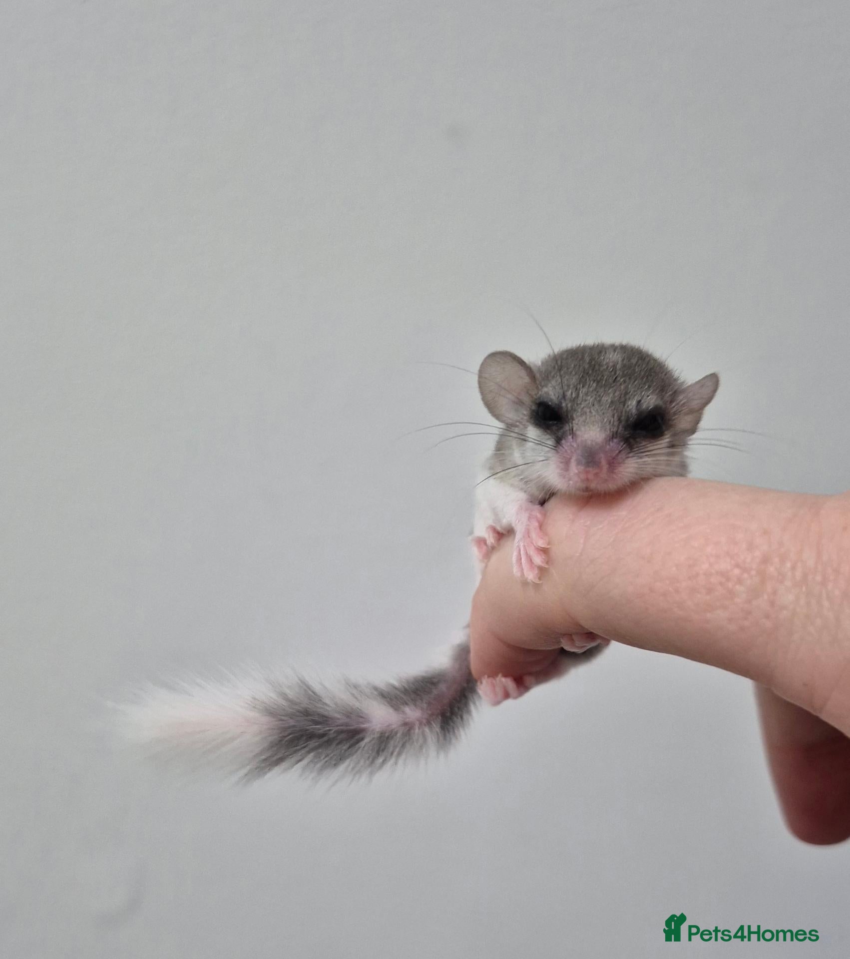 Mouse rodents 🐿️ Micro squirrels, African Pygmy dormouse - Advert 17