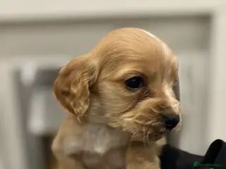 Cockapoo dogs F1 cockapoo - Advert 1