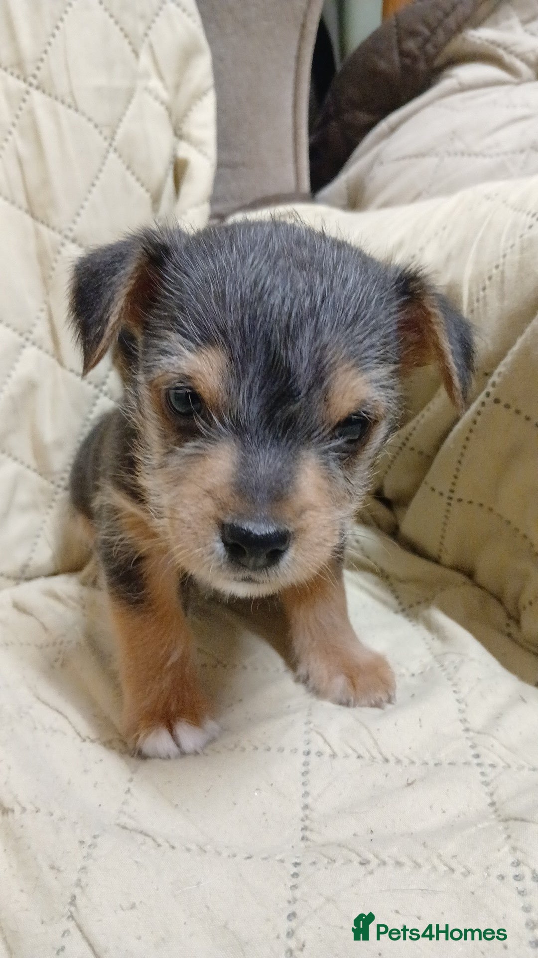 Jack Russell dogs for sale: Gorgeous Black & Tan Male Pup  - Advert 3