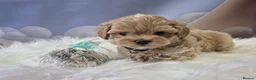 Toy Poodle dogs for stud: Stunning Asian Poodle 1.6kg for STUD ONLY - Advert 4