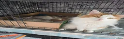 Maine Coon cats for stud: DUAL REGISTERED PROVEN  XXL BOY - Advert 8