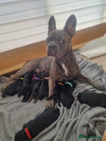 Mixed Breed dogs - Advert 16