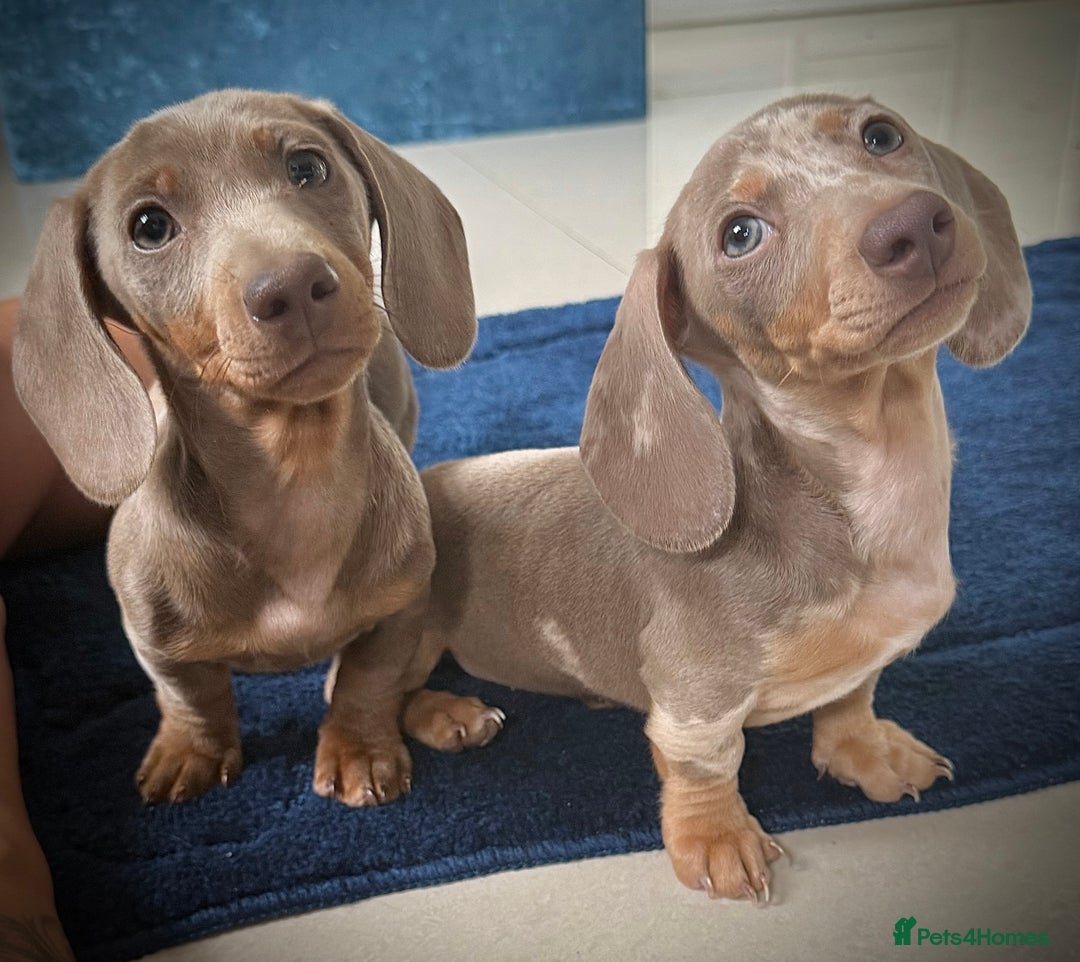 Miniature Dachshund dogs for sale: 2 beautiful miniature dachshunds in Willenhall - Image 3