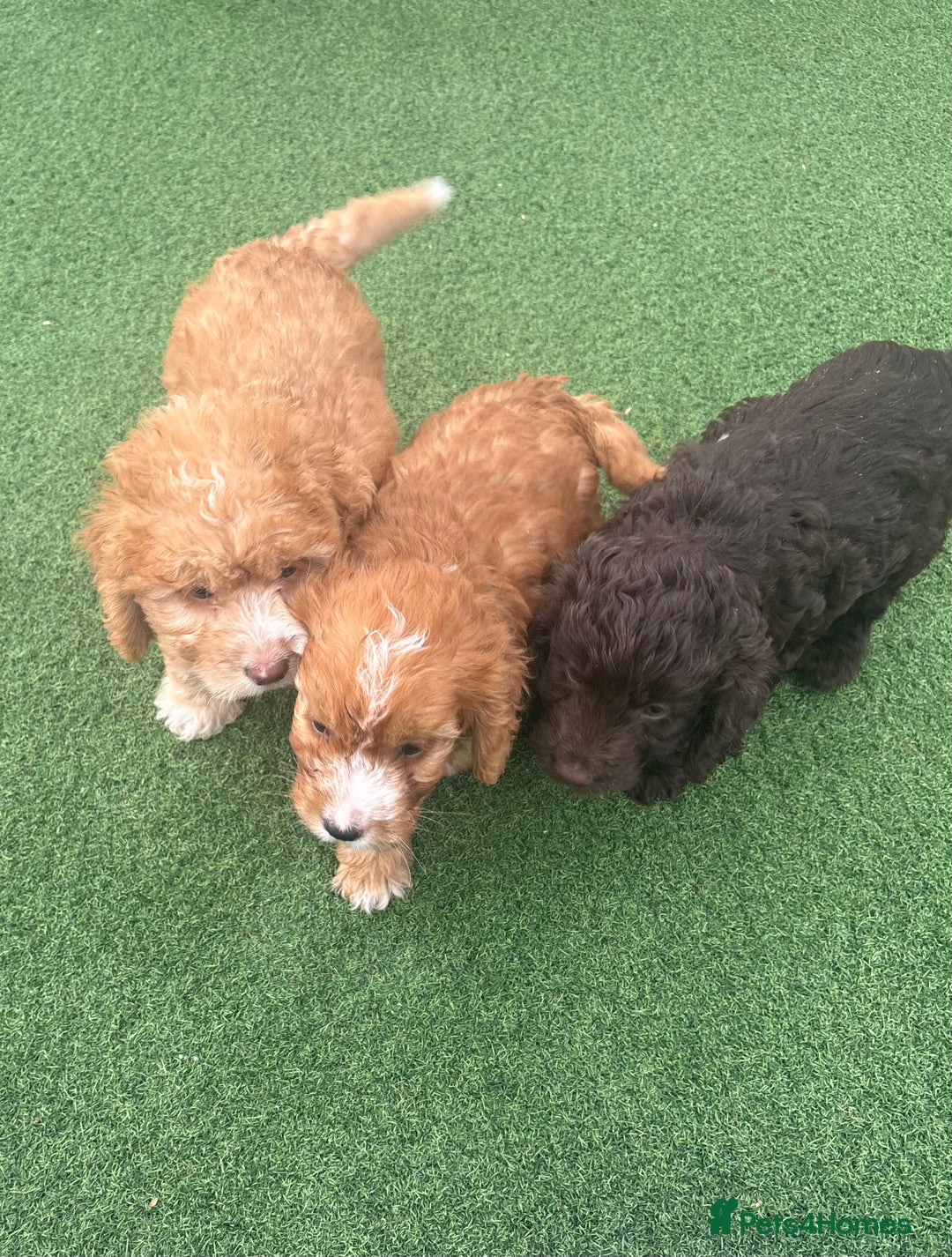 Cockapoo dogs for sale: Cockapoo puppies f1 - Image 7