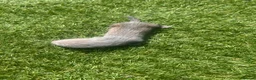 Ferret rodents for sale: Baby Ferrets  - Advert 16