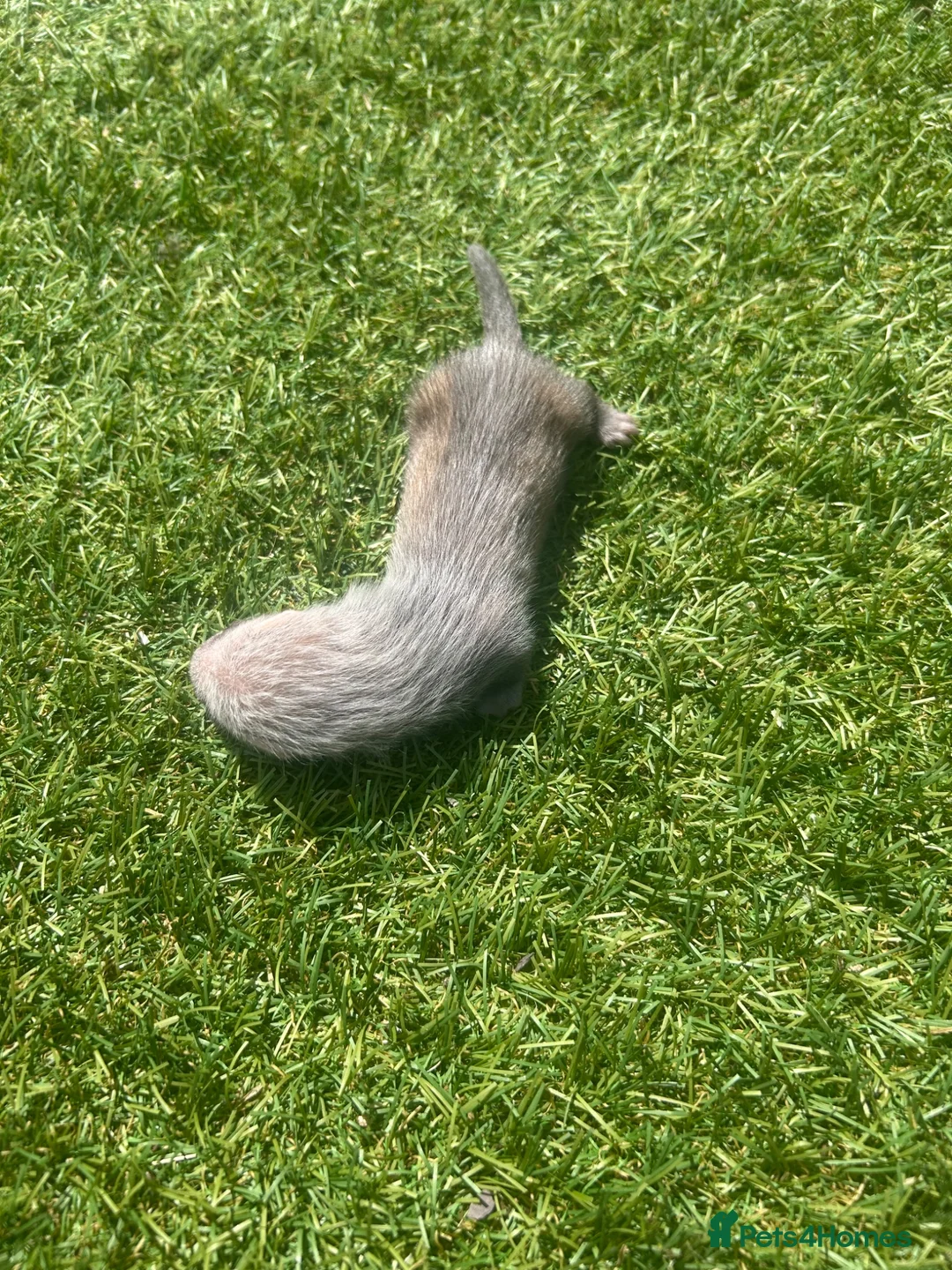 Ferret rodents for sale: Baby Ferrets  - Advert 16