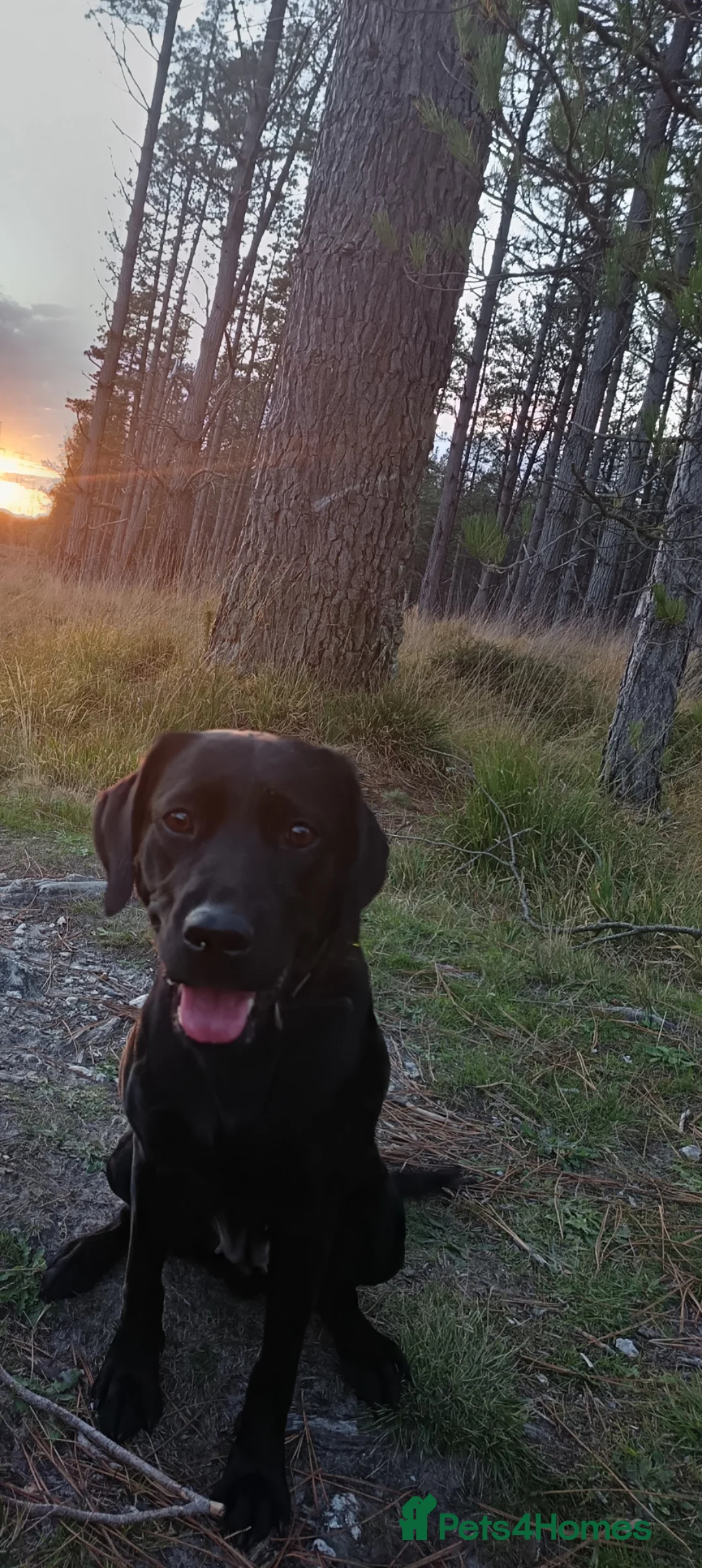 Labrador Retriever dogs for sale: KC registered working labradors.  - Advert 2