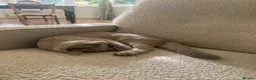British Shorthair cats for sale: Fawn British short hair kitten for sale  - Advert 2