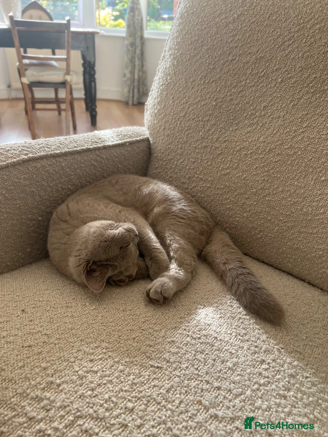 British Shorthair cats for sale: Fawn British short hair kitten for sale  - Advert 2