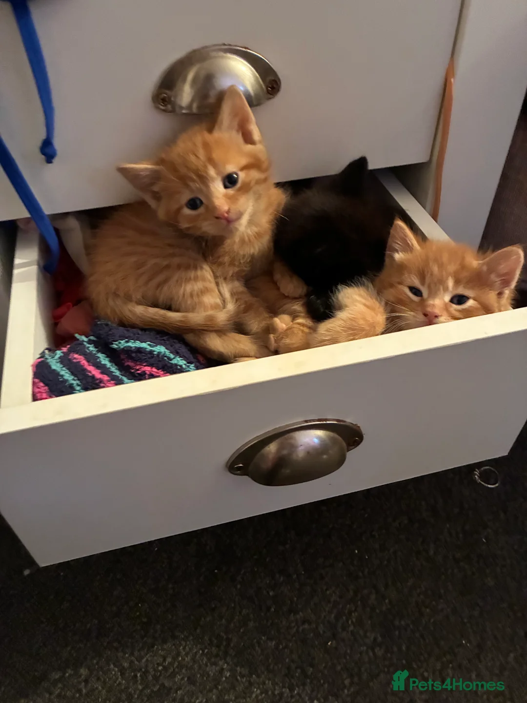 Mixed Breed cats for sale: Beautiful fluffy cuddly kittens for sale!!!  - Advert 31
