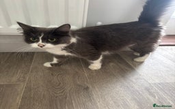 Mixed Breed cats for sale: Beautiful grey and white kittens.  - Image 7