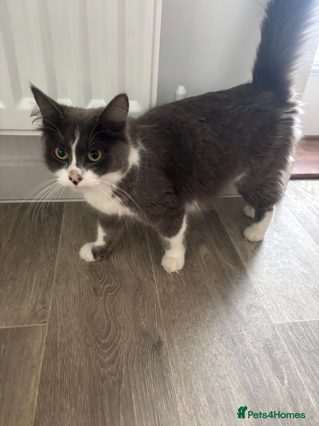 Mixed Breed cats for sale: Beautiful grey and white kittens.  - Image 7