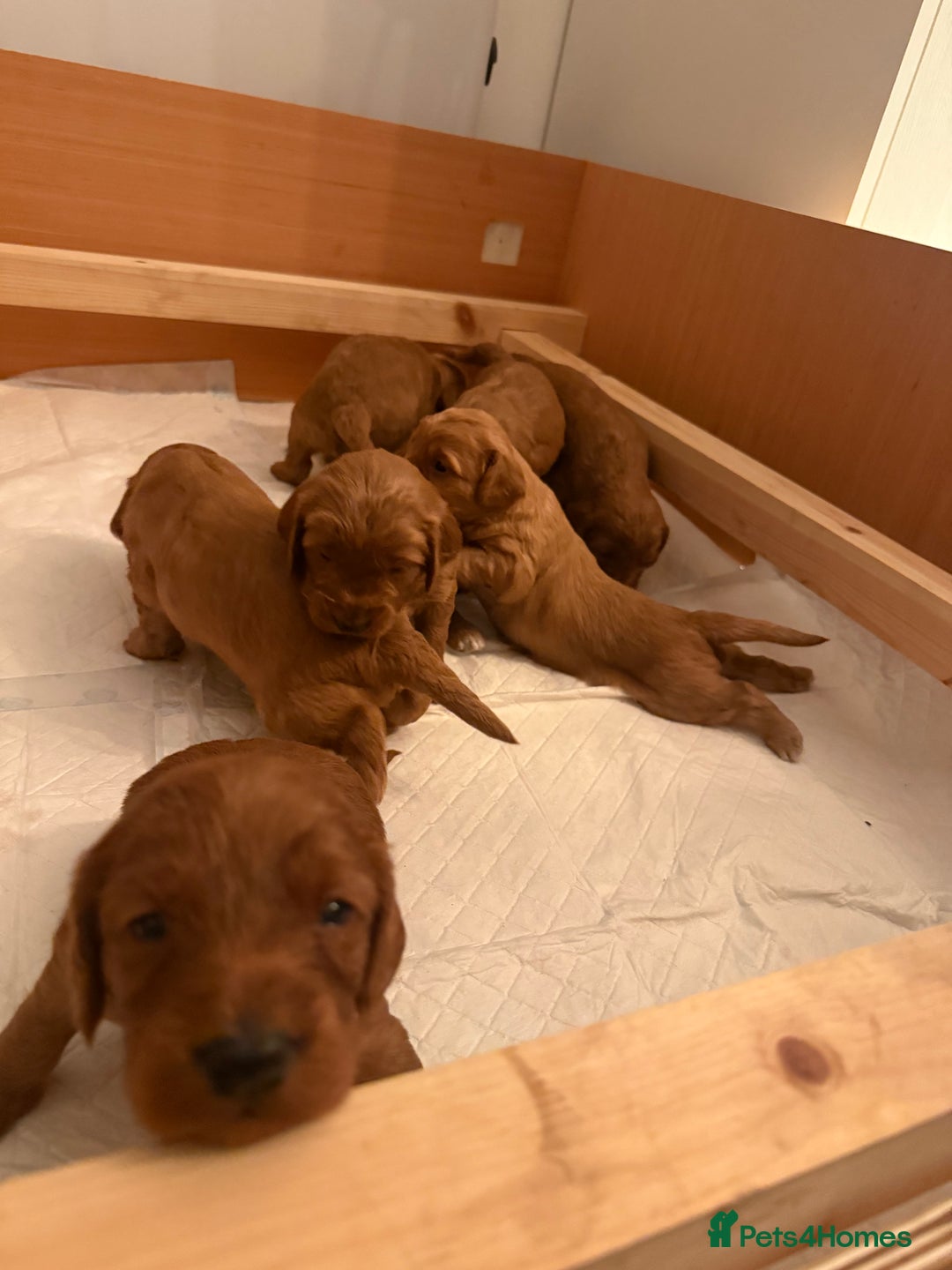 Cockapoo dogs for sale: 7 Golden Cockapoo girls - Advert 9