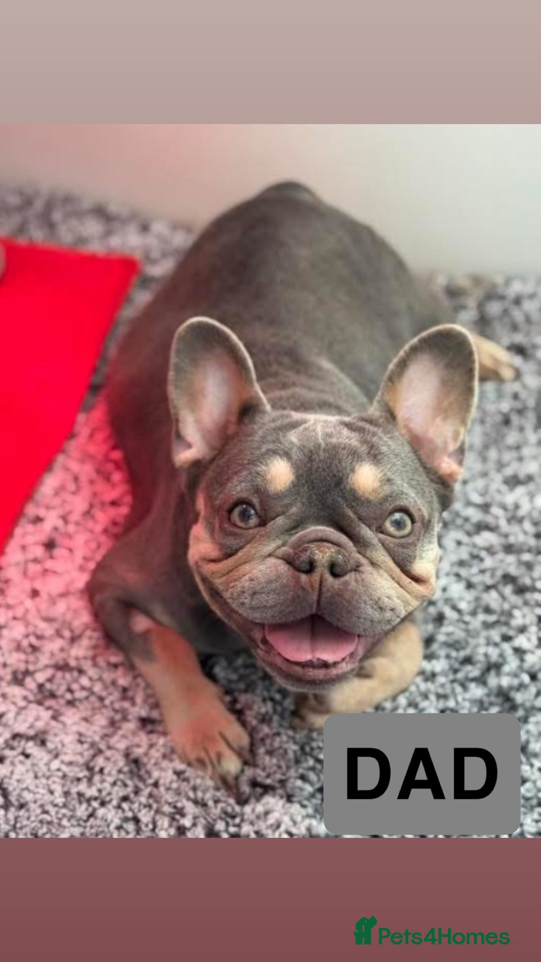 French Bulldog dogs for sale: French bulldog puppies  - Image 12
