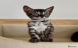 Bengal cats for sale: Rare Glitter Pedigree Bengal Female - Show Quality - Image 18