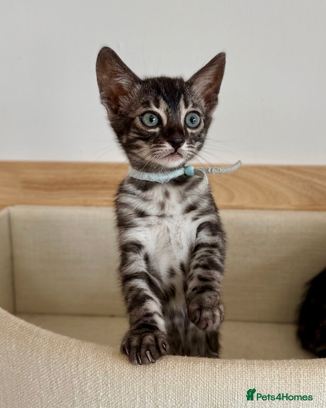 Bengal cats for sale: Rare Glitter Pedigree Bengal Female - Show Quality - Image 18