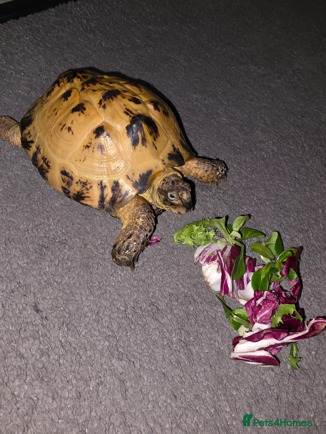 Tortoise reptiles for sale: Horsefield (Russian) Tortoise (Doris) 5years old - Advert 2