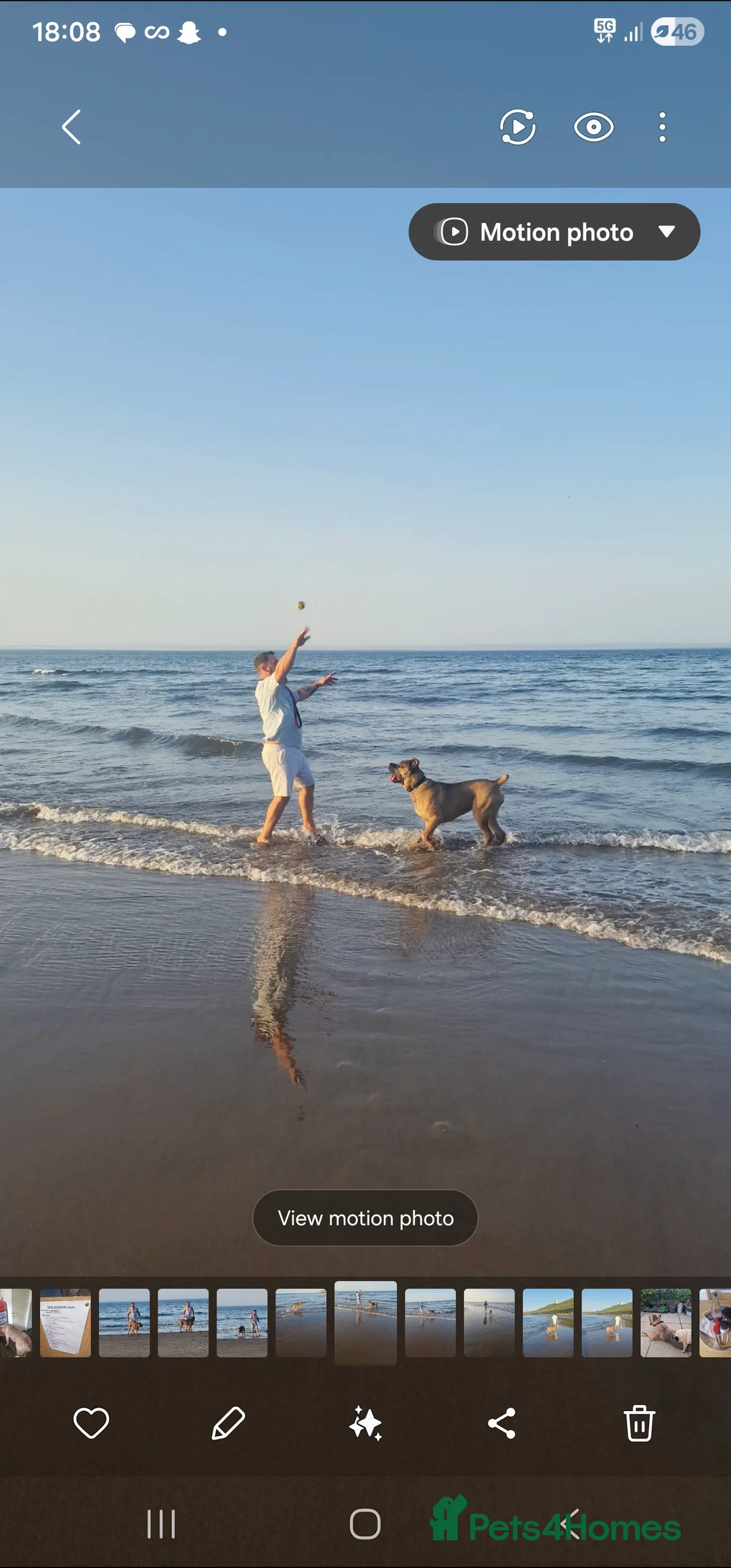 Cane Corso dogs for sale: Beautiful female Cane Corso in Whitby - Advert 4