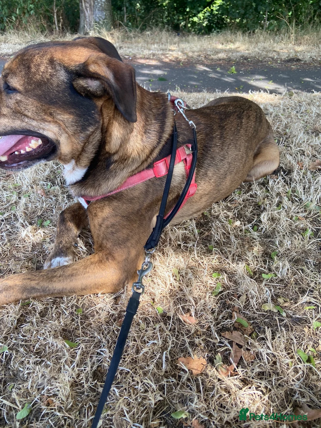 Mixed Breed dogs for sale: Three year old male in West Bromwich - Advert 2