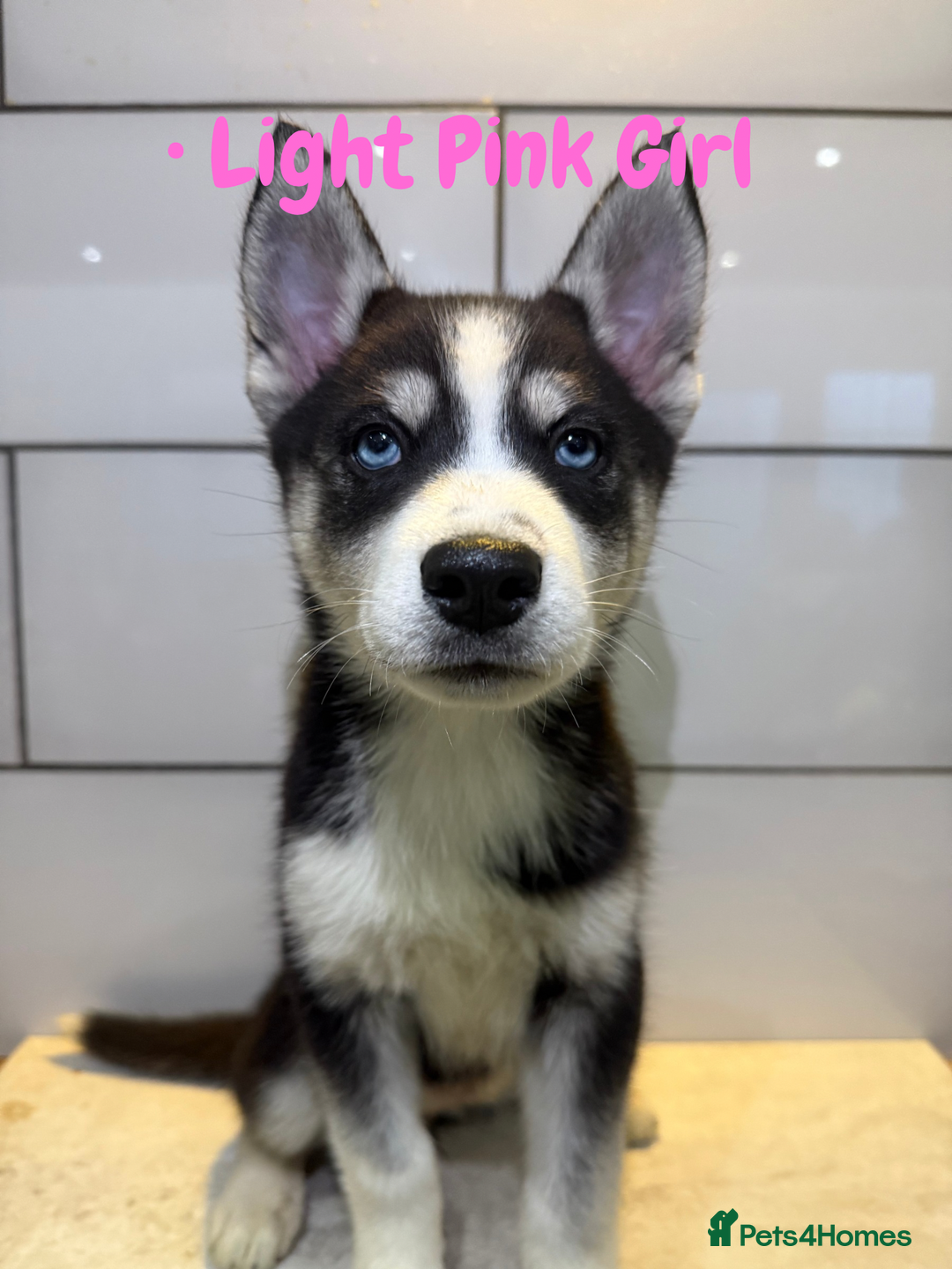 Siberian Husky dogs for sale: Husky Puppies 🩵🩷 - Advert 6