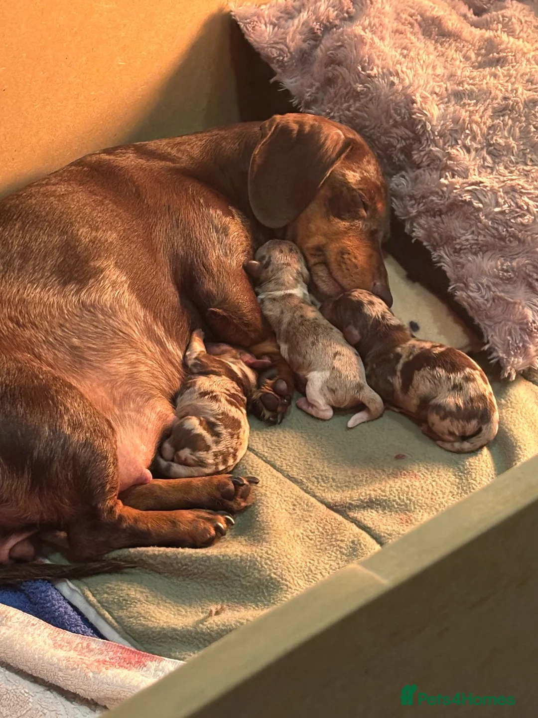 Miniature Dachshund dogs for stud: Minature dashound isabella and tan for stud in Alfreton - Advert 13