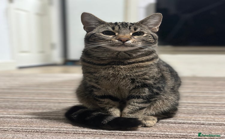 Mixed Breed cats Loving Hedvig Looking for a New Home ✨ - Advert 4