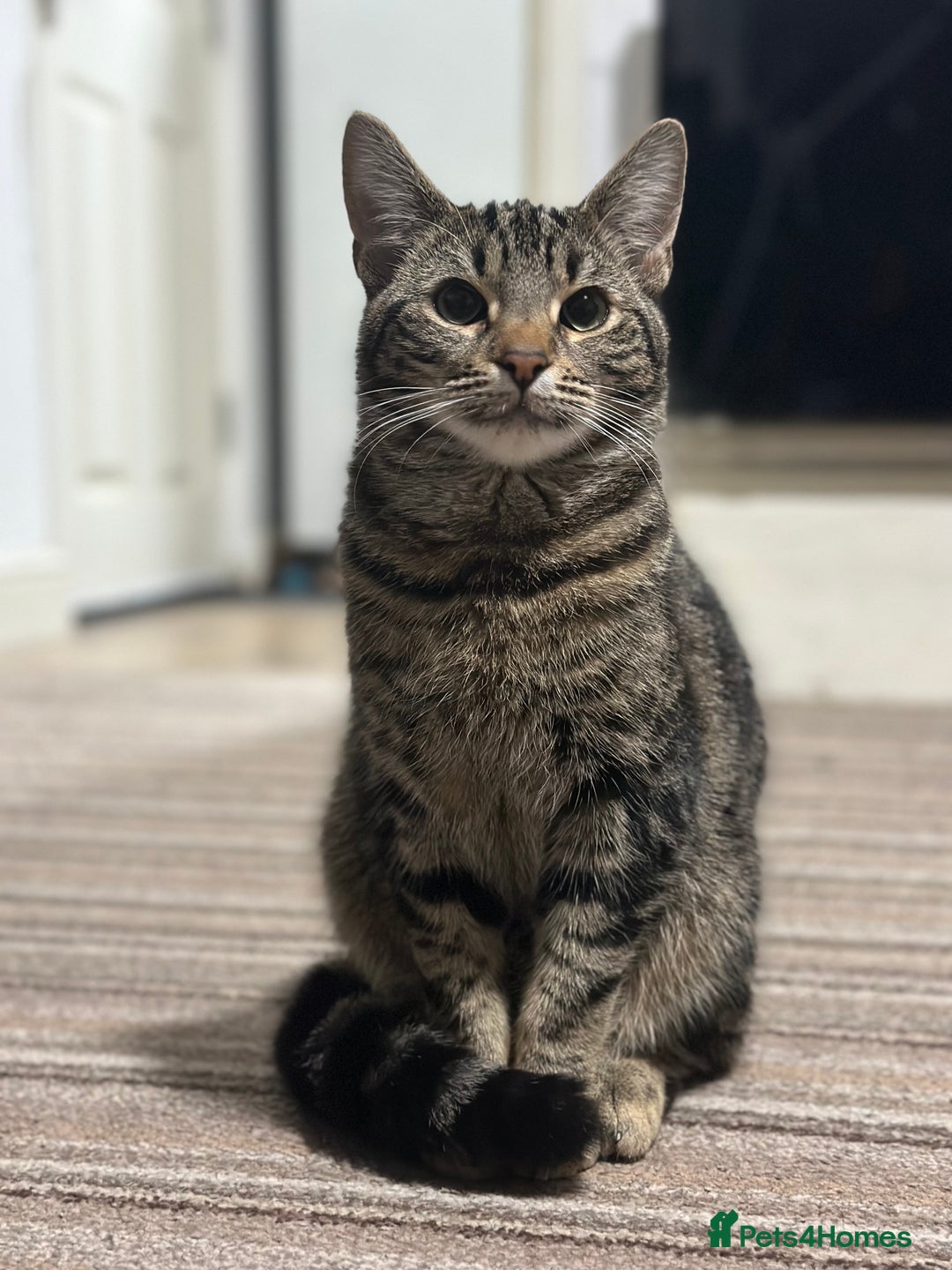 Mixed Breed cats for sale: Loving Hedvig Looking for a New Home ✨ - Advert 2