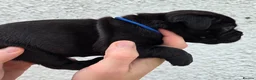 Staffordshire Bull Terrier dogs for sale: Outstanding Black Male Staffordshire Bull Terrier - Advert 8