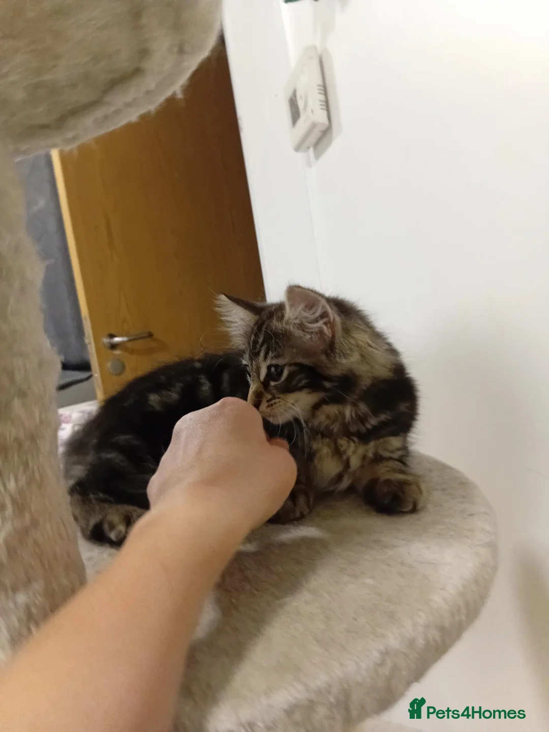 Norwegian Forest Cat cats for sale: Ms Murrr - Advert 4
