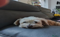 Maltipoo dogs for sale: F1B Toy Maltipoo  - Image 23