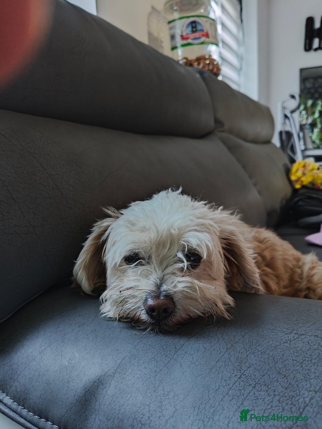 Maltipoo dogs for sale: F1B Toy Maltipoo  - Image 23