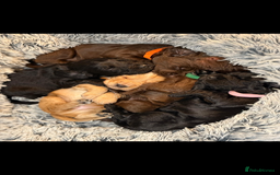 Cocker Spaniel dogs for sale: 5 Adorable working cocker spaniel pups 🐶  - Image 2