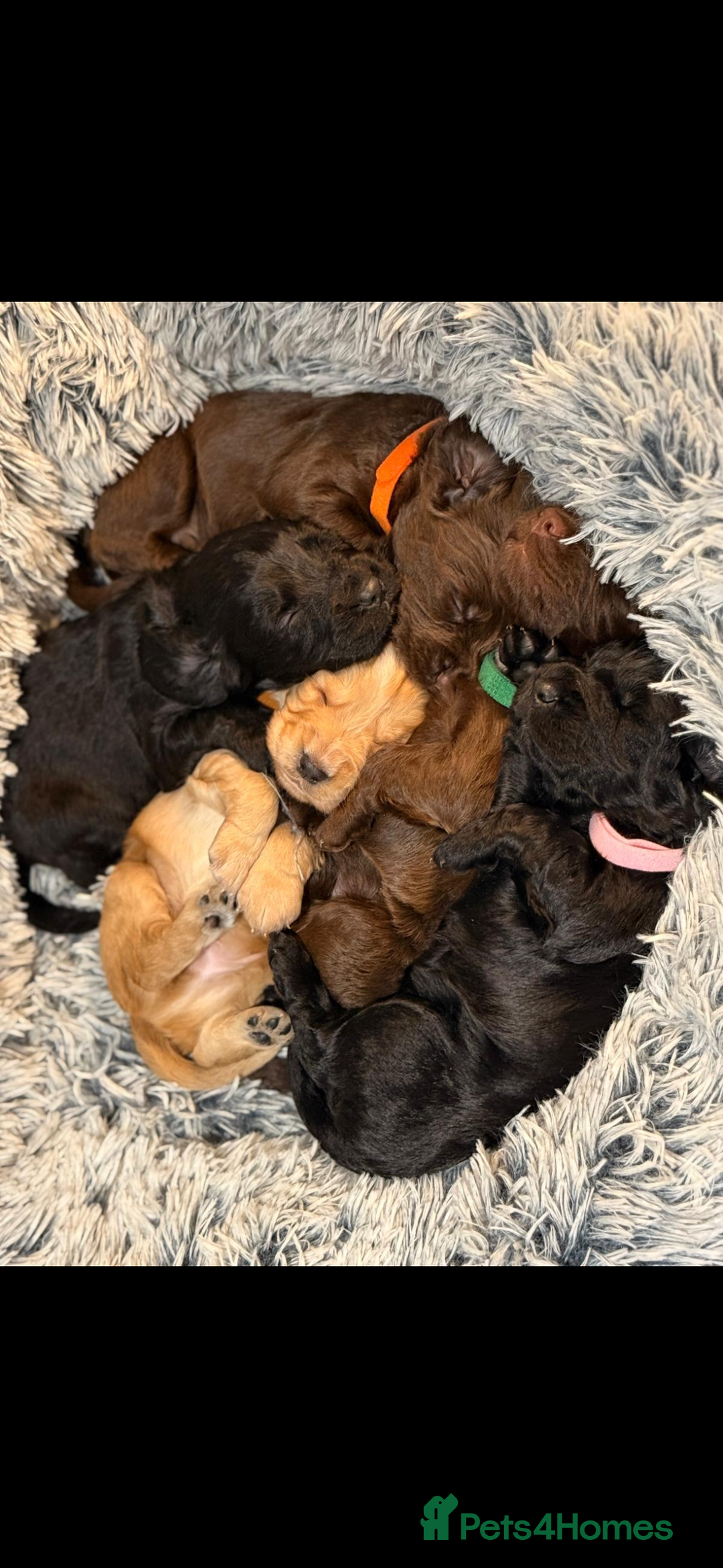 Cocker Spaniel dogs for sale: 5 Adorable working cocker spaniel pups 🐶  - Image 2