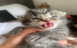 Bengal cats for sale: Bengal x Persian male kitten for sale! - Image 23