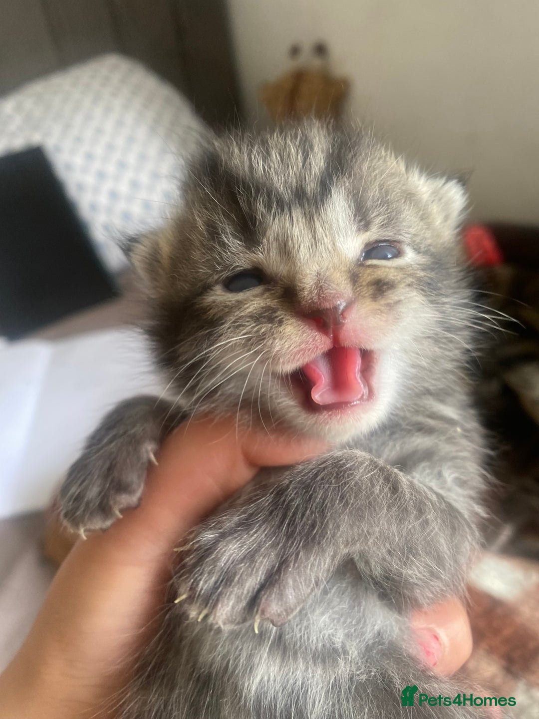 Bengal cats for sale: Bengal x Persian male kitten for sale! - Image 23