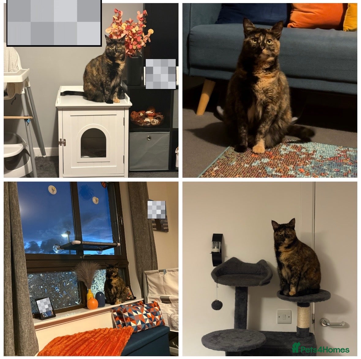 British Shorthair cats 2 1/2 year old female cat SPAYED - Advert 3