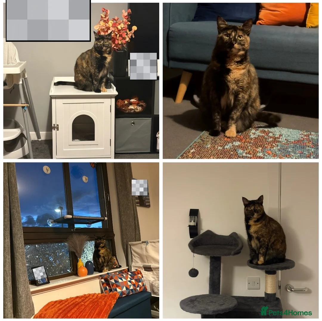 British Shorthair cats for sale: 2 1/2 year old female cat SPAYED - Advert 1