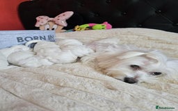 Bichon Frise dogs for sale: 6 bichon maltes - Image 1
