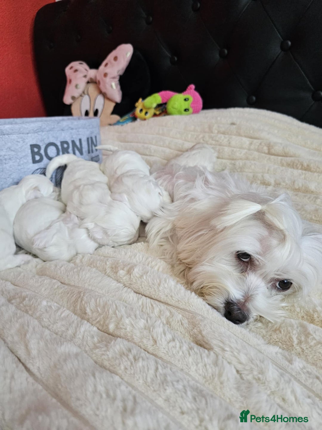 Bichon Frise dogs for sale: 6 bichon maltes - Image 1