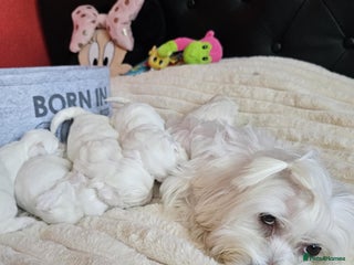 Bichon Frise dogs - Advert 6