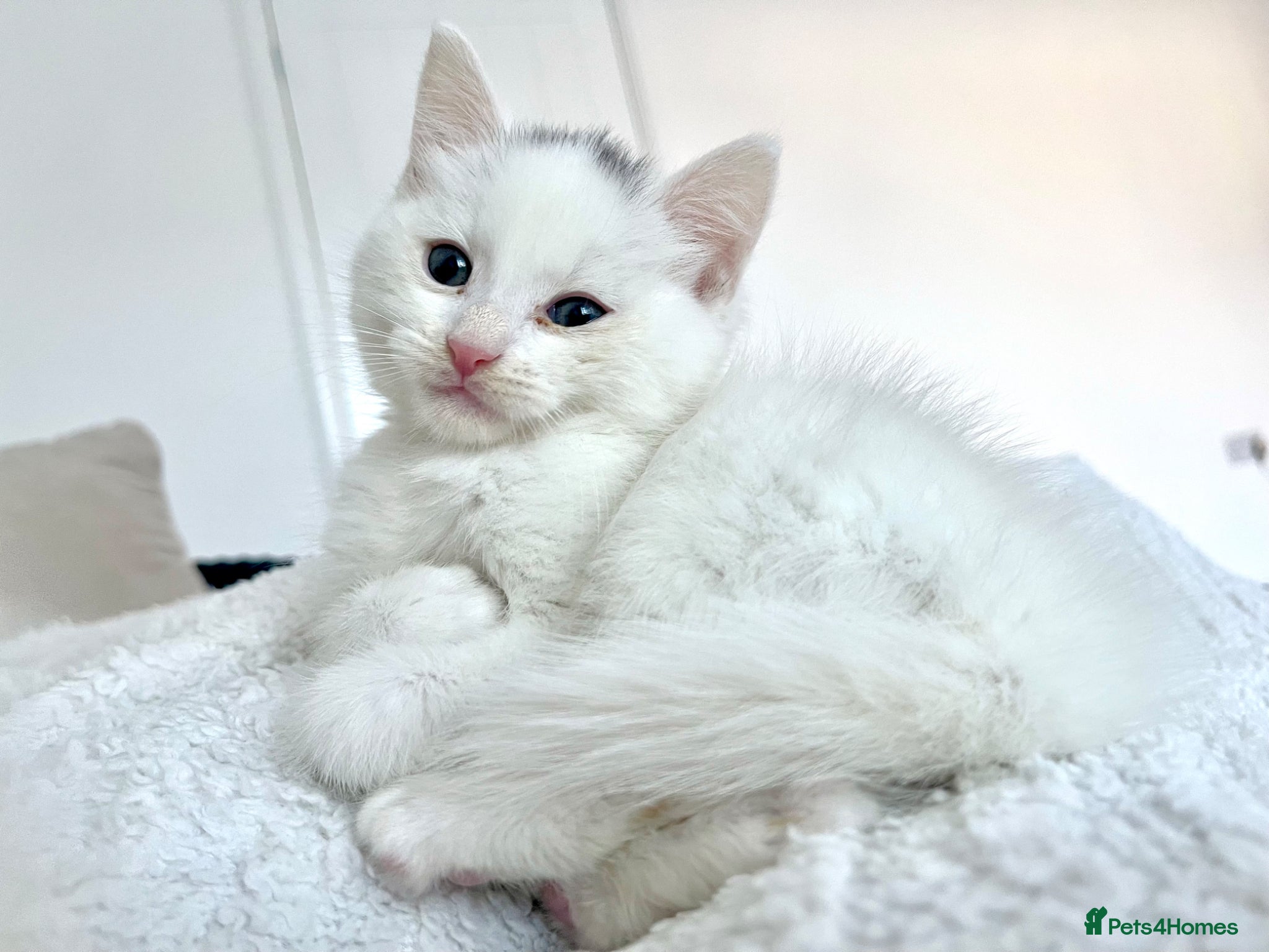 British Shorthair cats Stunning litter of white kittens  - Advert 1