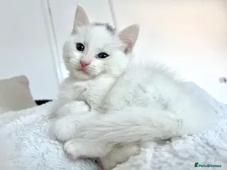 British Shorthair cats Stunning litter of white kittens - Advert 1