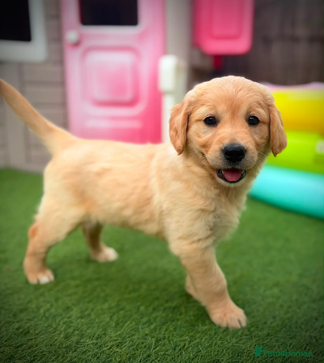 Golden Retriever dogs for sale: Kc registered golden retriever puppies !!! - Advert 2