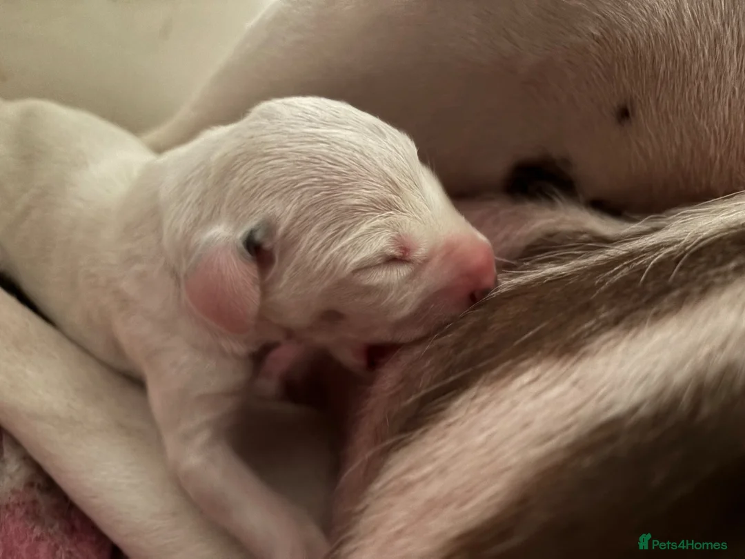 Dalmatian dogs for sale: ** Exceptional Dalmatian Puppies Just Born ** - Advert 2