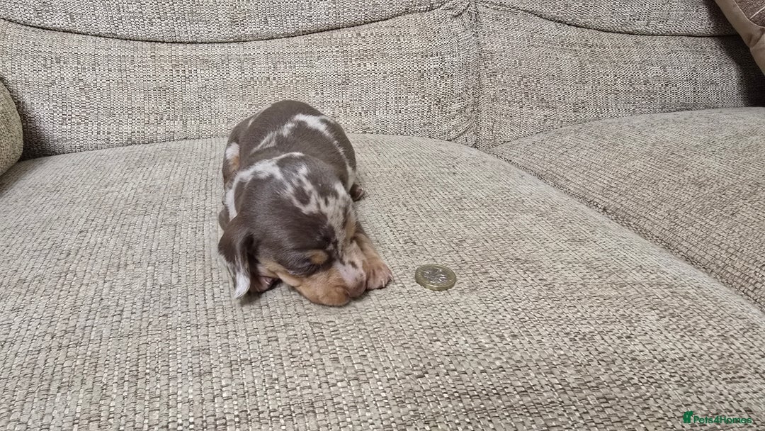 Miniature Dachshund dogs for sale: Miniature dachshund Puppies  - Advert 14