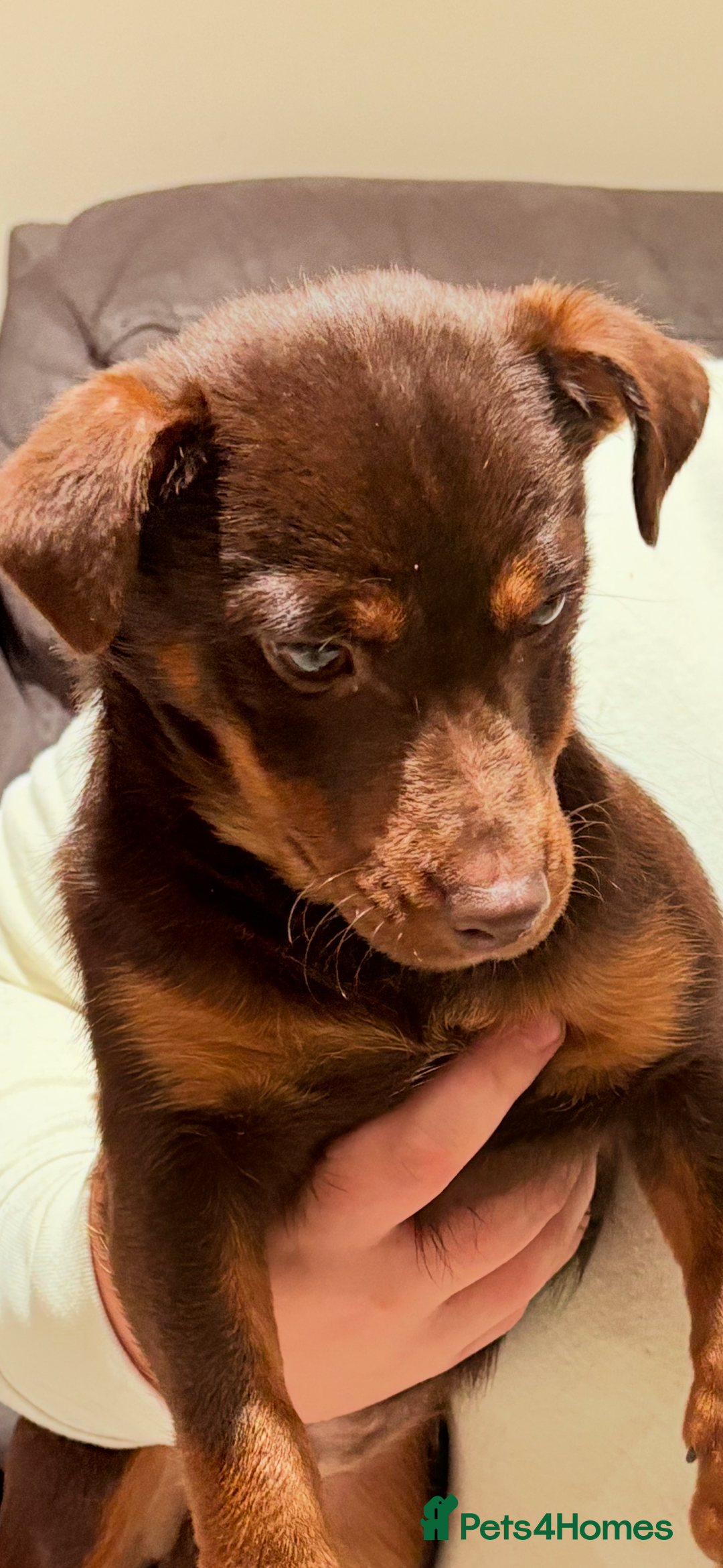 Jack Russell dogs for sale: Jack Russell Boy & Girl  - Advert 3