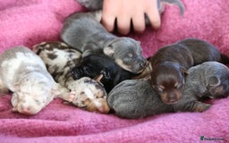 Jack Russell dogs for sale: Outstanding colourful Jack Russel puppies  - Image 1